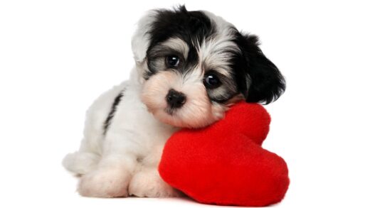 Cute i love dog