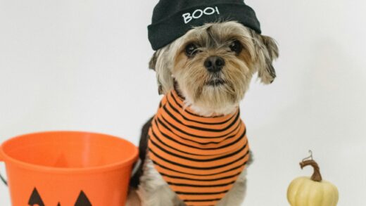 Dog halloween costume pumpkins