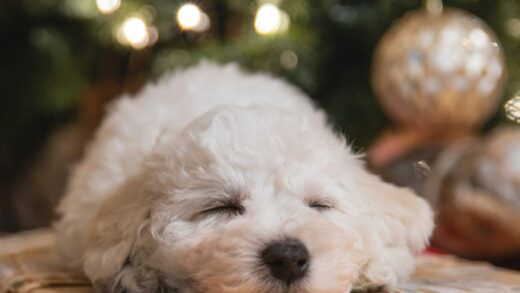 Puppy sleeping on christmas present