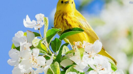 Spring yellow bird white blossoms