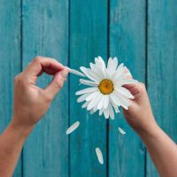 Hand plucking petals from a flower. Loves me, loves me not