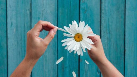 Hand plucking petals from a flower. Loves me, loves me not