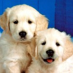 2 cute dogs