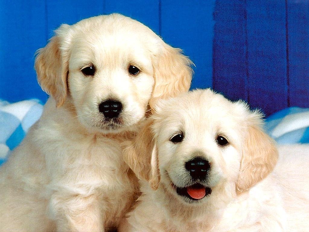 2 cute dogs