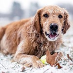 Cute dog in snow