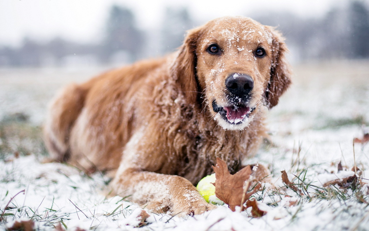 Cute dog in snow