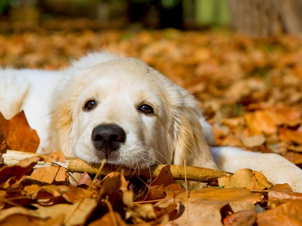 Cute dog white1