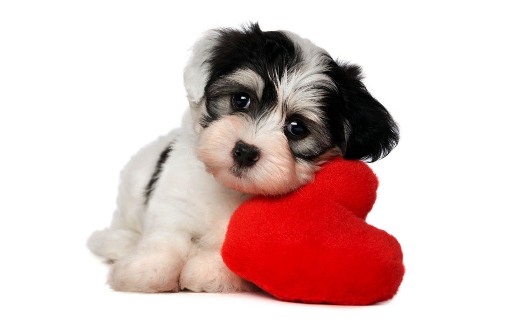 Cute i love dog