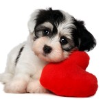 Cute i love dog