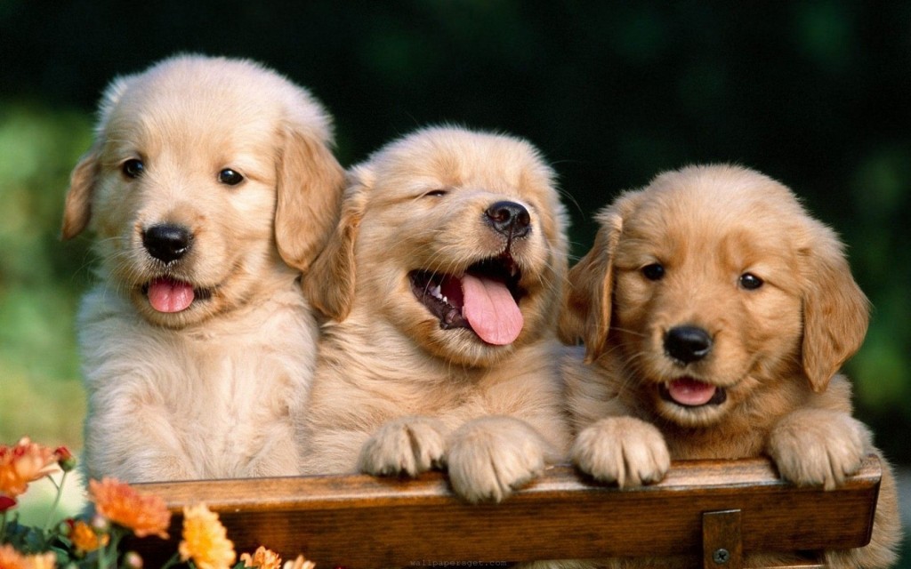 Cute puppies wallpaper