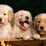 Cute puppies wallpaper