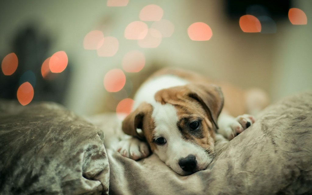 Cute puppy wallpaper