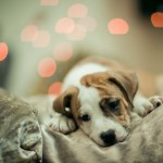 Cute puppy wallpaper