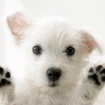 Cute white dog