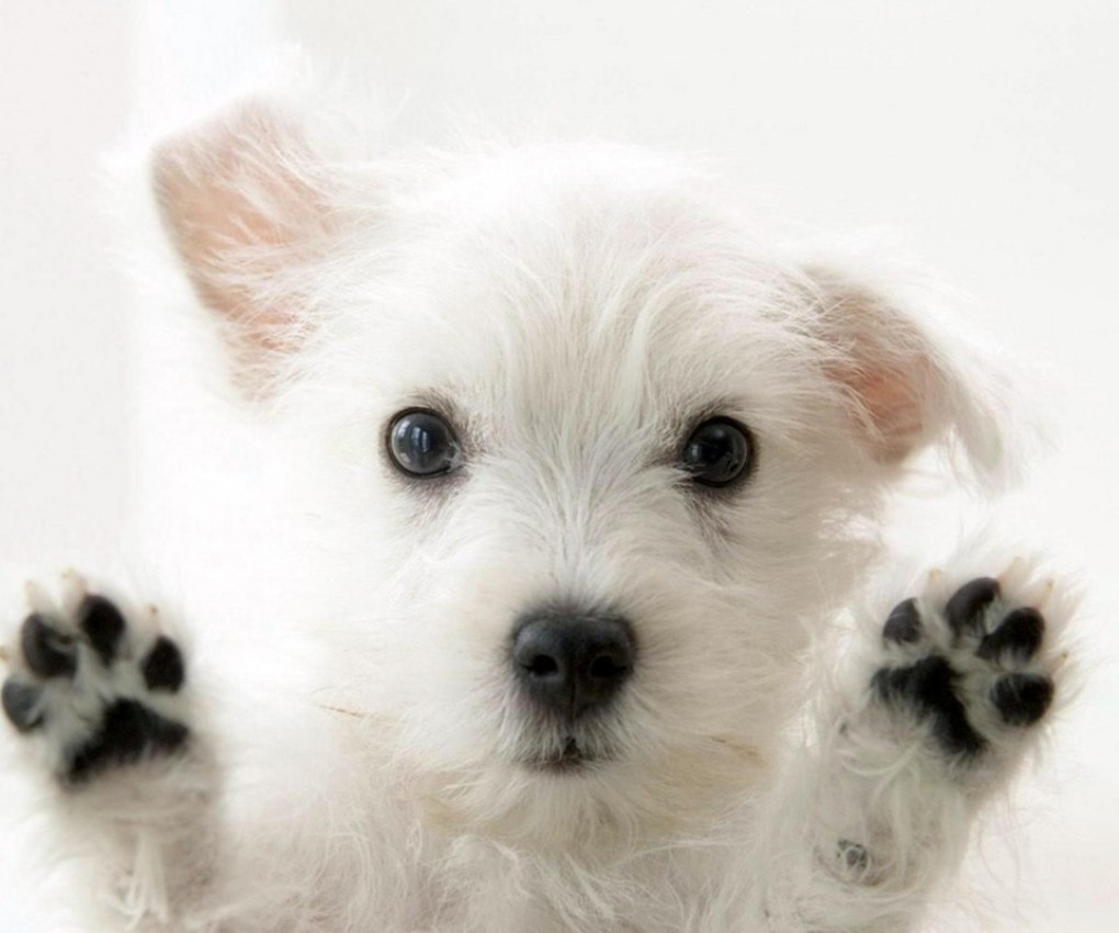 Cute white dog