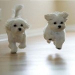 Funny dogs running