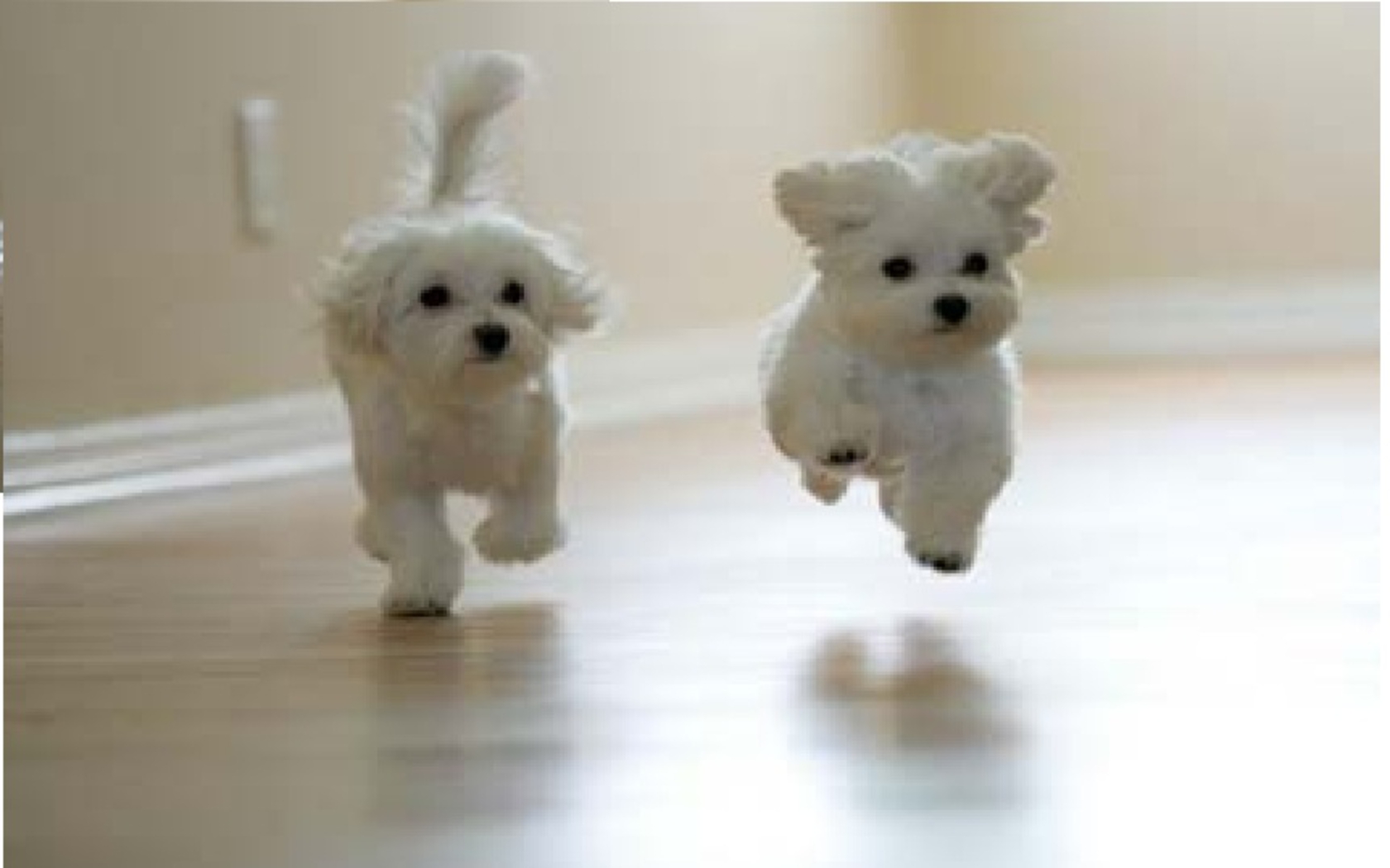 Funny dogs running