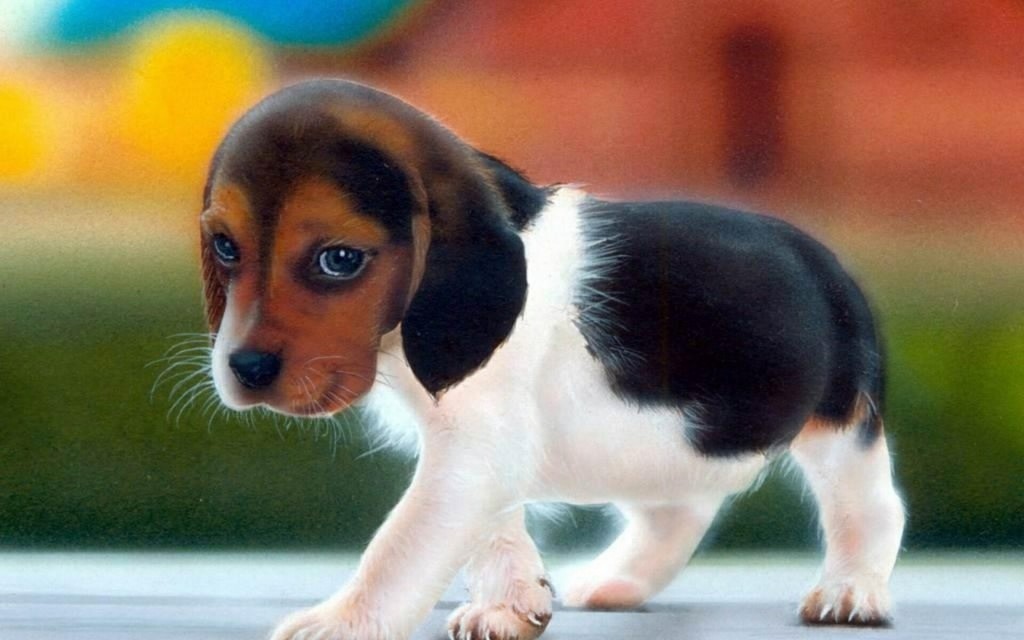 Puppy eye beagle