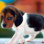 Puppy eye beagle