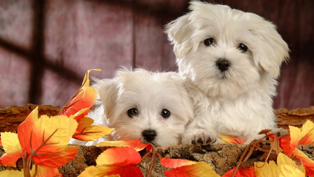 Two cute dogs