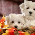 Two cute dogs