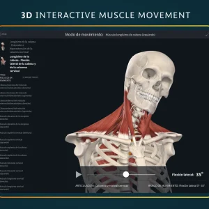 3d muscle movement
