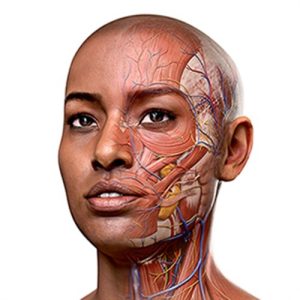 Complete anatomy logo