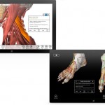 Download essential anatomy windows