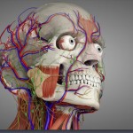 Essential anatomy 3 free e1459670883462