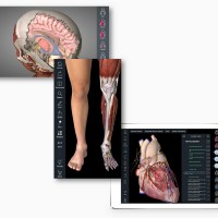 Essential anatomy 3d graphics
