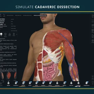 Simulate cadaveric dissection