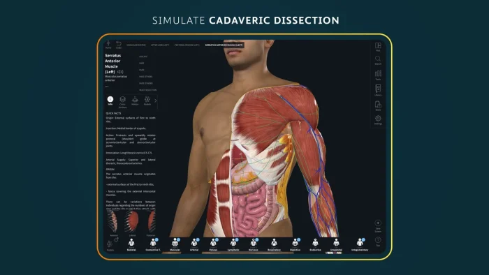 Simulate cadaveric dissection