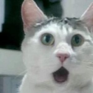 Apple and canonical helping microsoft make windows 10 the best operating system