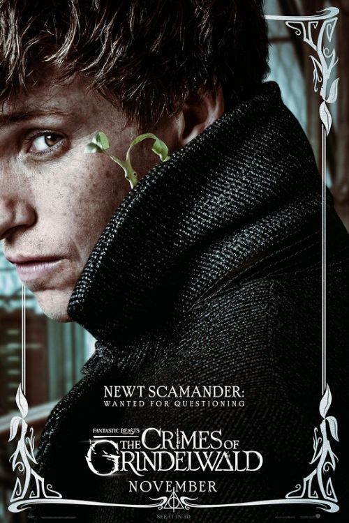 Newt scamander background