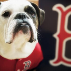 Boston red sox dog wallpaper