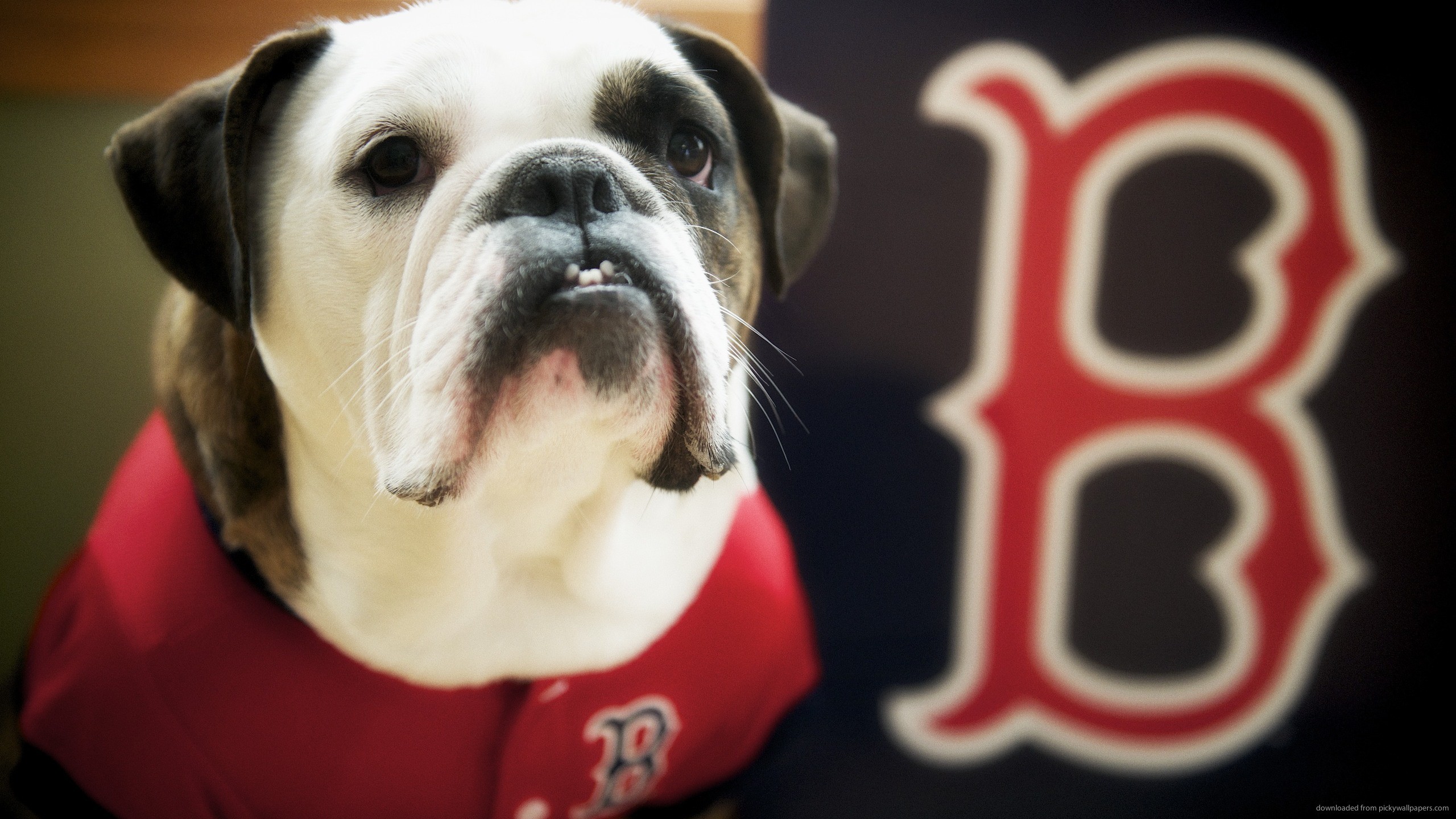 Boston red sox dog wallpaper