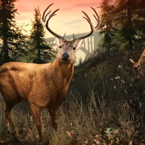 Graphics deer