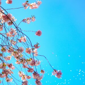 Spring wallpaper 044