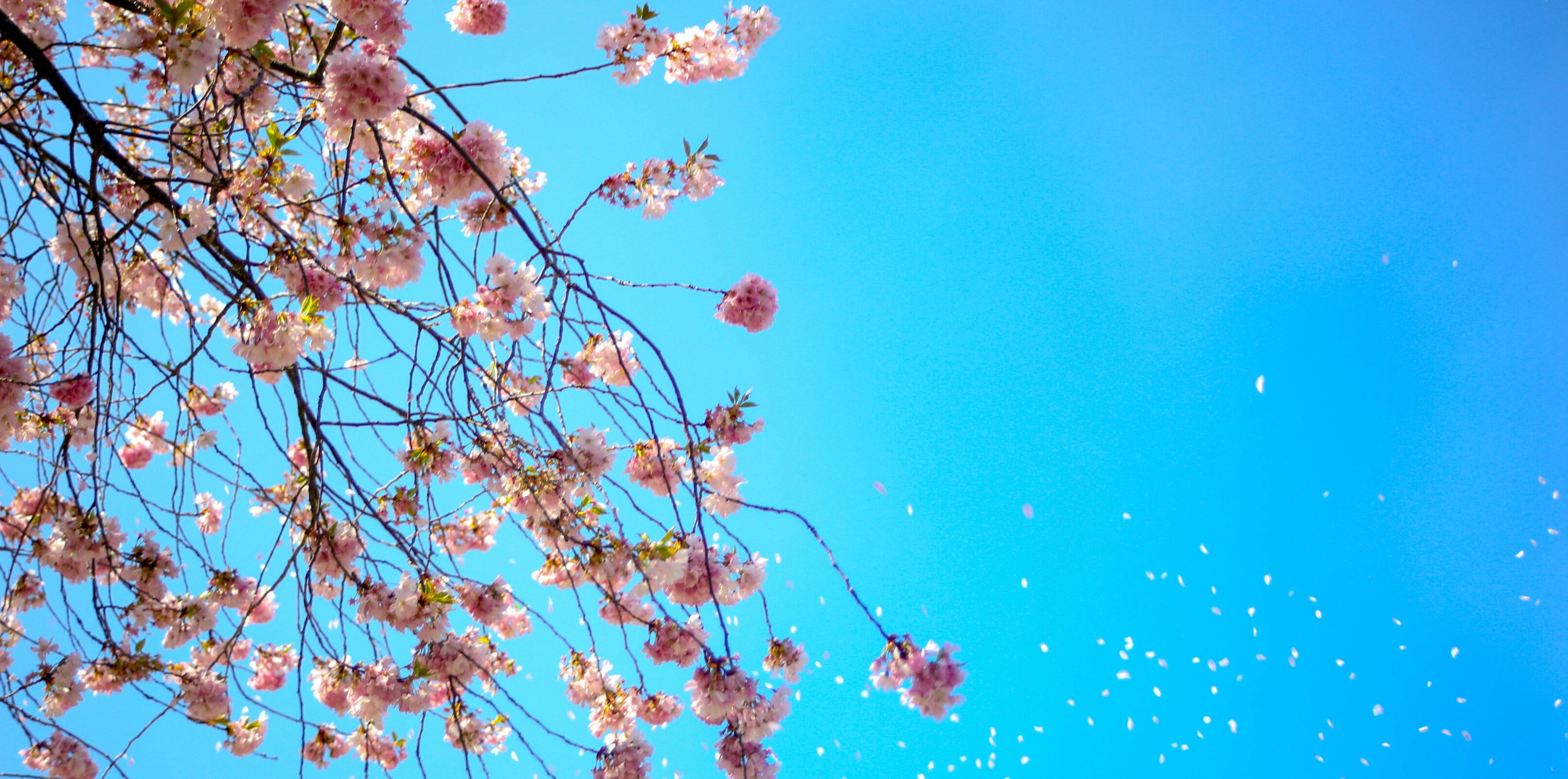 Spring wallpaper 044
