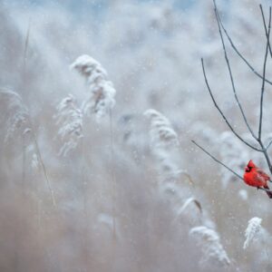 Winter wallpaper 054