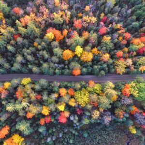 Aerial autumn trees road