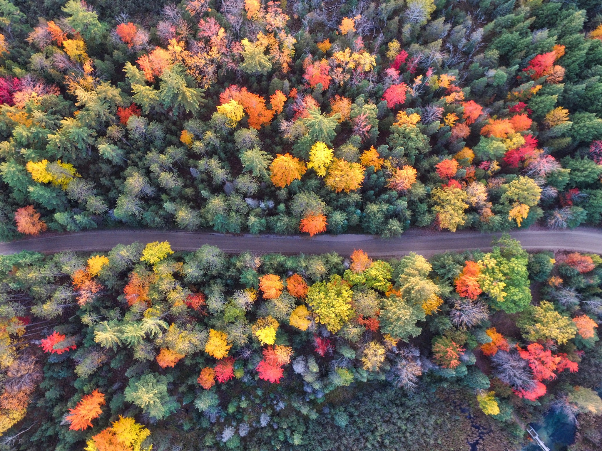 Aerial autumn trees road