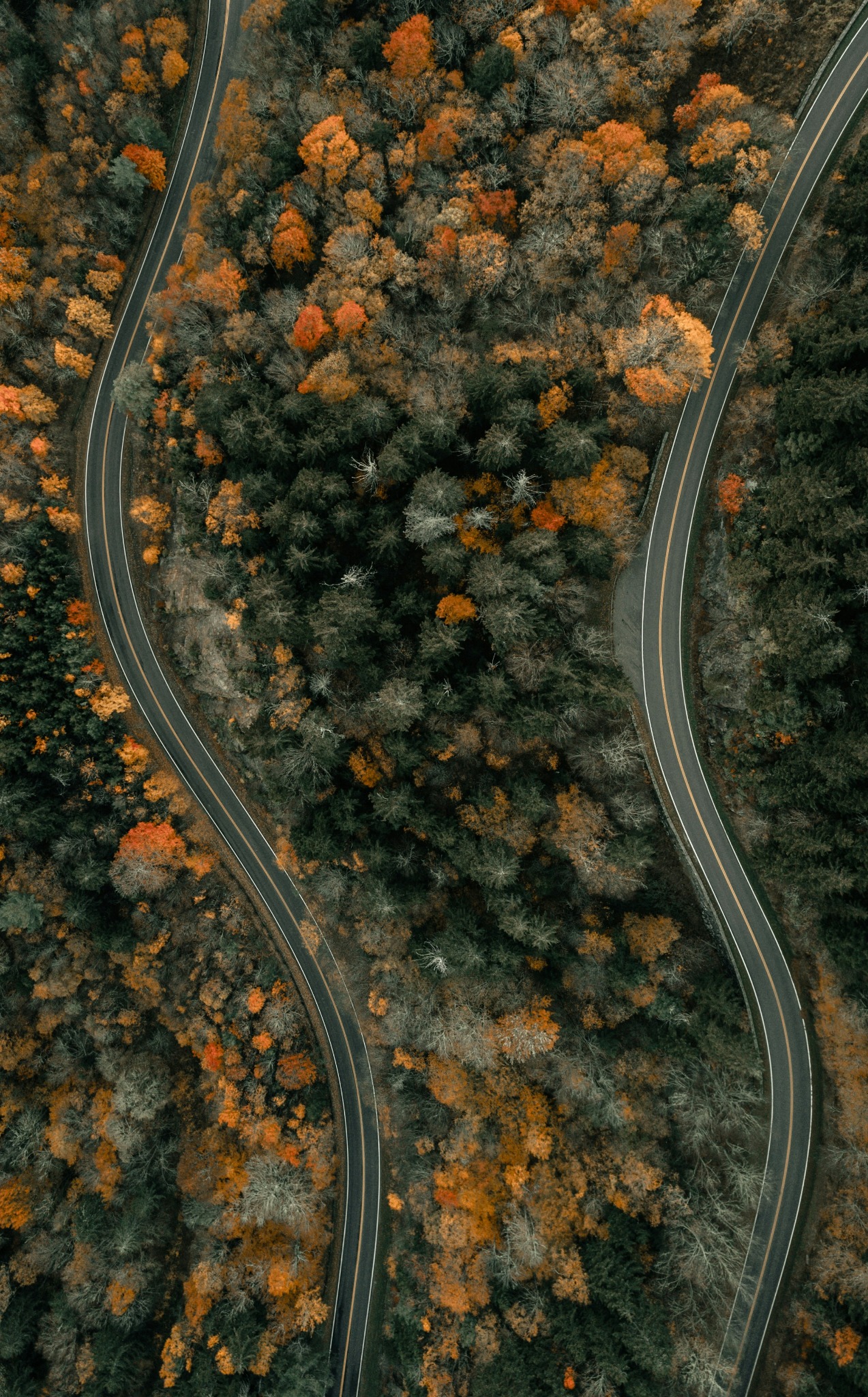 Aerial forest autumn curves