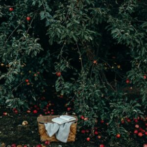 Apple tree harvest