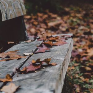 Autumn bench leaves