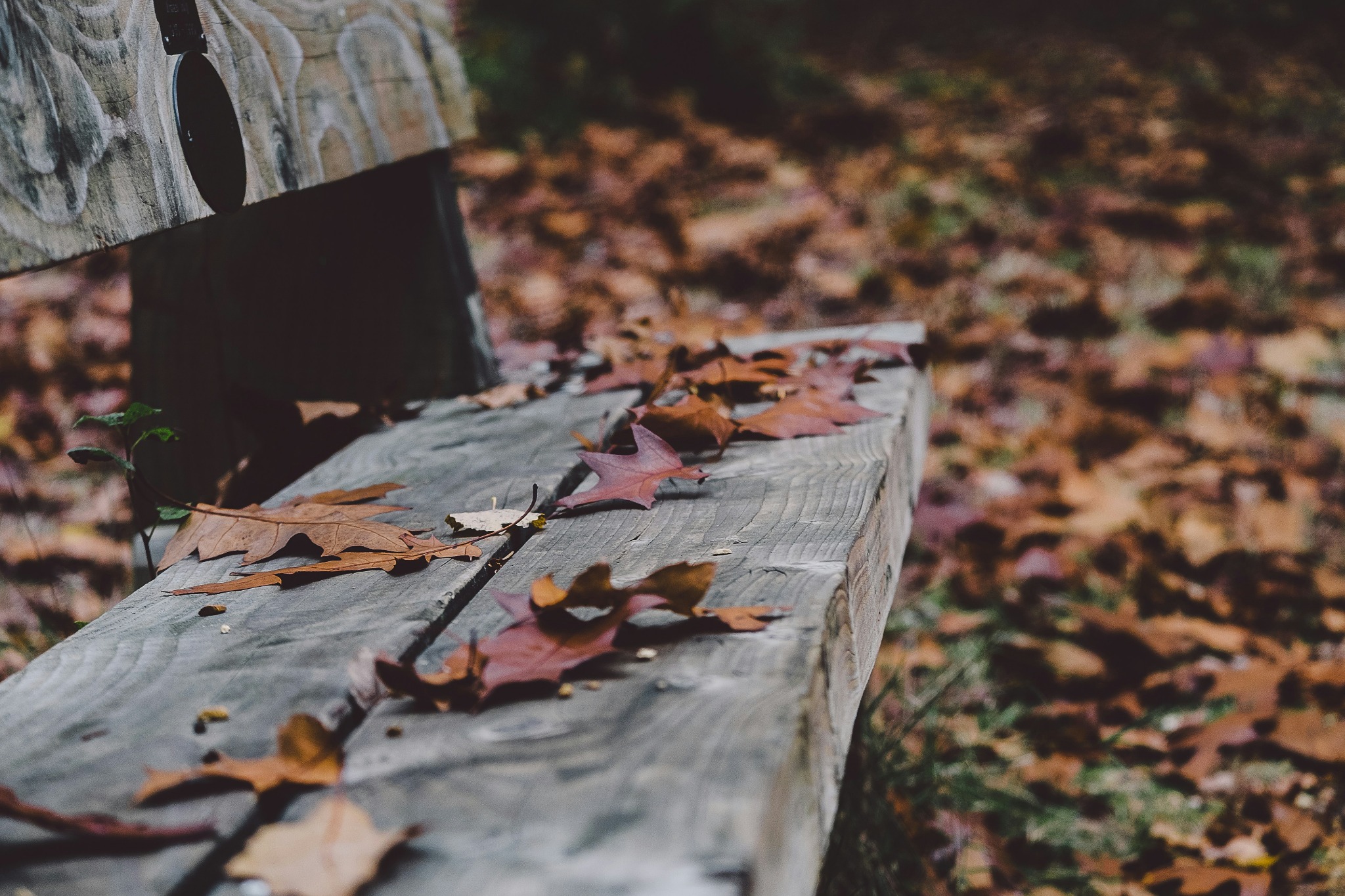 Autumn bench leaves