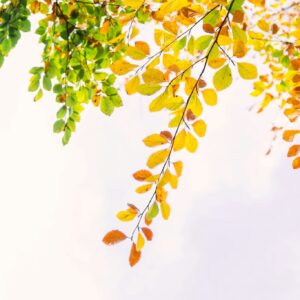 Autumn branches yellow leaves bright sky