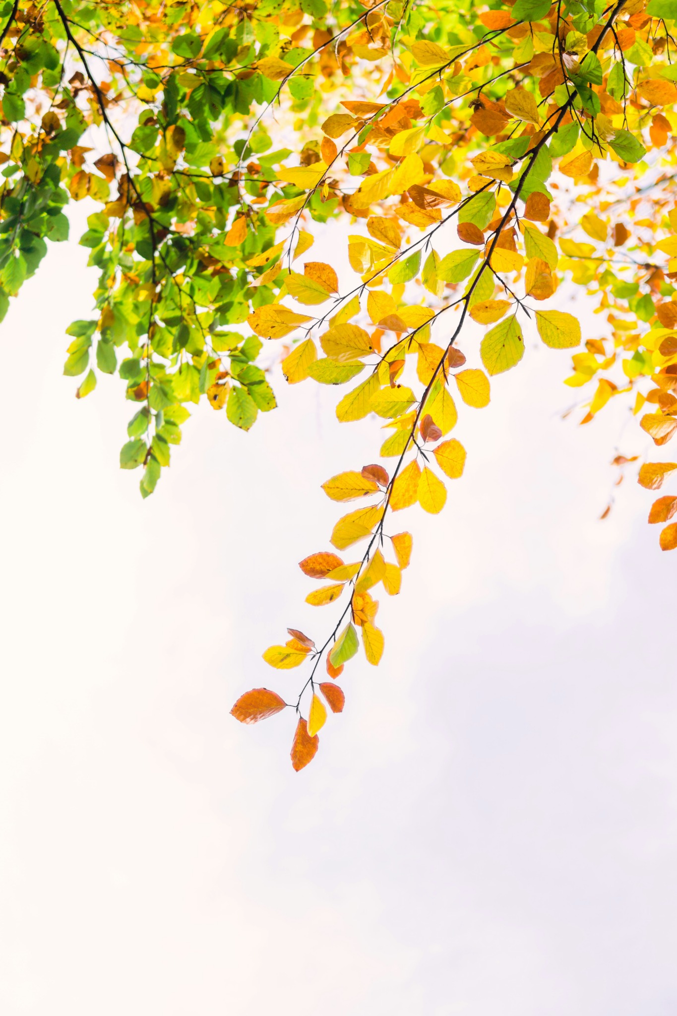 Autumn branches yellow leaves bright sky