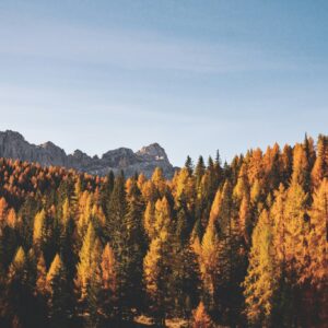 Autumn forest mountain view