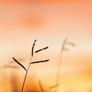 Autumn grass silhouette sunset